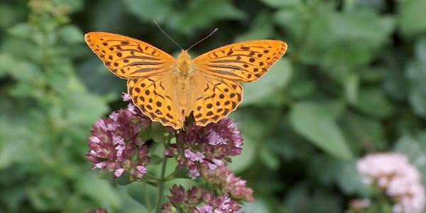 Drei Dinge, die jeder tun kann um Insekten zu schützen