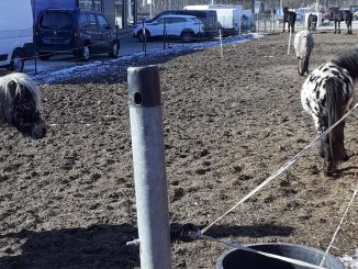 Circus Aros Sparziergang mit Pony bzw. Ponyreiten