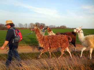 Schlupfwinkel Lamas min