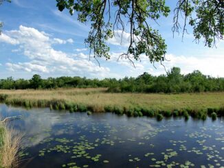 lobau min