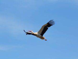 Weissstorch im Flug Marchegg c WWF Stelzhammer min