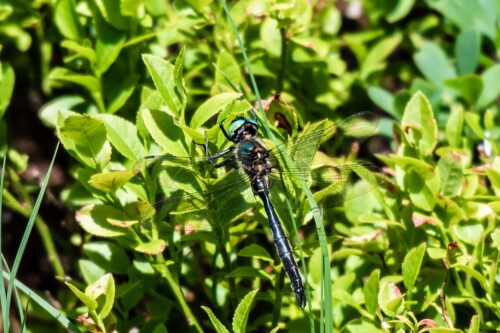 AlpenSmaragdlibelle c SylviaMarchart min