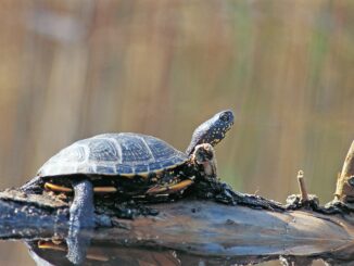 nationalpark donau auen europaeische sumpfschildkroete min