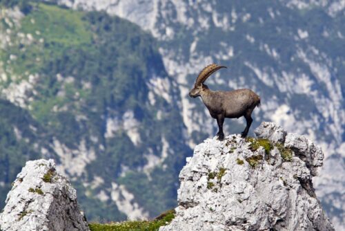 Steinbock c HansGlader min