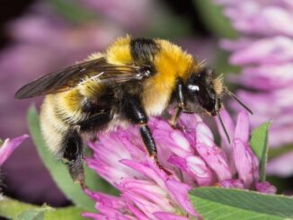 Deichhummel c WalterWallner min