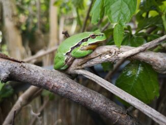 Laubfrosch c LeoBleeker min