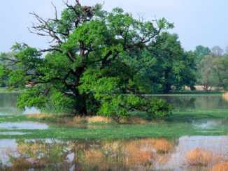 Startschuss für EU-Renaturierung: WWF fordert nationalen Schulterschluss