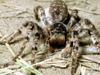 Naturschutzbund bittet um Meldungen zur Südrussischen Tarantel