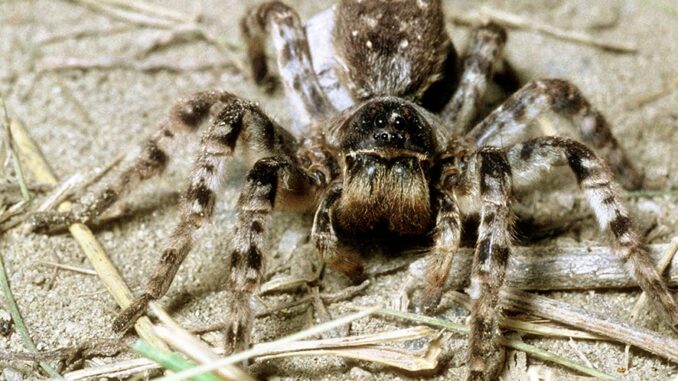 Naturschutzbund bittet um Meldungen zur Südrussischen Tarantel