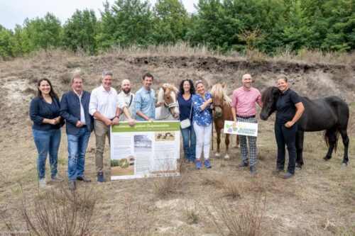  Islandpferde retten Niederösterreichs Dünen: Beweidungsinitiative startet in Lassees Naturschutzgebieten 