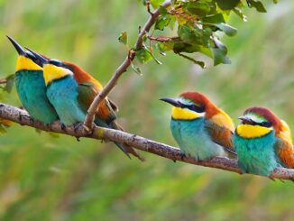 Naturschutzbund will „Vision Grünes Band“ verwirklichen