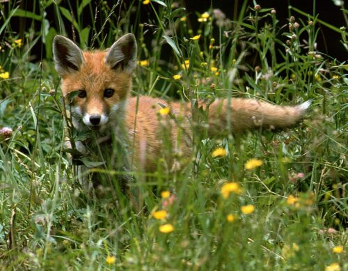 Fuchsjunges c WolfgangSchruf