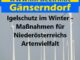 Igelschutz im Winter - Maßnahmen für Niederösterreichs Artenvielfalt