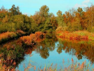 Lebensretter Trittsteinbiotope