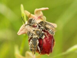 Neue Wildbienenart für Österreich