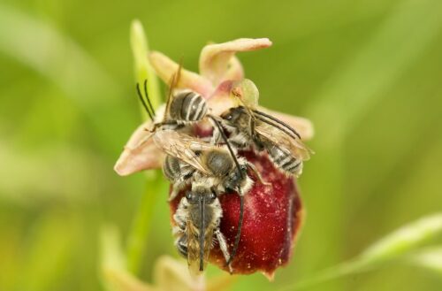 Neue Wildbienenart für Österreich